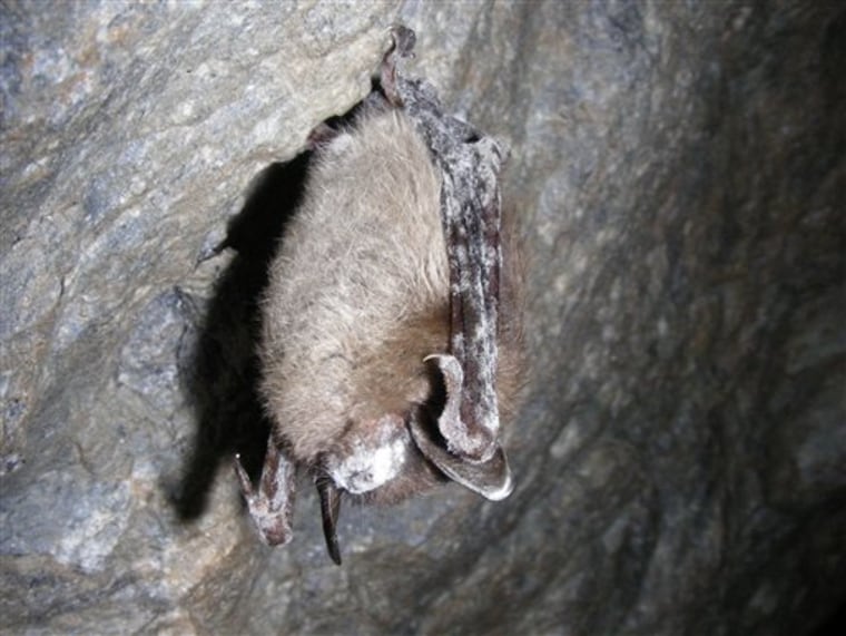 A U.S. Fish and Wildlife Service photo shows a little brown bat with white-nose syndrome in the Greeley Mine in Stockbridge, Vt. The mysterious ailment has killed millions of bats. 